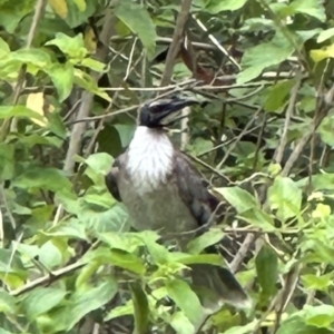 Philemon corniculatus at Kangaroo Valley, NSW - suppressed