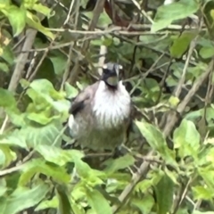 Philemon corniculatus at Kangaroo Valley, NSW - 29 Nov 2023