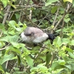 Philemon corniculatus at Kangaroo Valley, NSW - suppressed