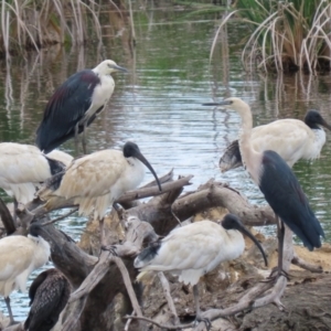 Ardea pacifica at Jerrabomberra Wetlands - 27 Nov 2023