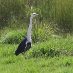 Ardea pacifica at Jerrabomberra Wetlands - 27 Nov 2023