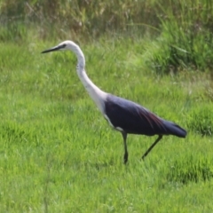 Ardea pacifica at Jerrabomberra Wetlands - 27 Nov 2023 12:15 PM