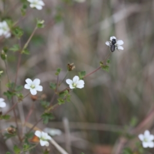 Apiformes (informal group) at Lyons, ACT - 27 Nov 2023