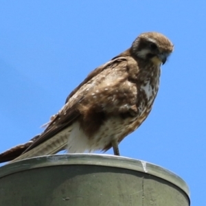 Falco berigora at Jerrabomberra Wetlands - 27 Nov 2023