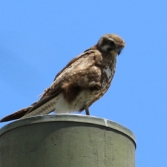 Falco berigora at Jerrabomberra Wetlands - 27 Nov 2023