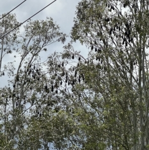 Pteropus poliocephalus at Kangaroo Valley, NSW - suppressed