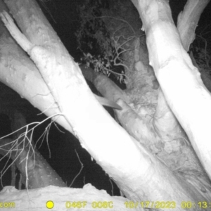 Petaurus sp. at Undefined Area - 17 Oct 2023 12:13 AM