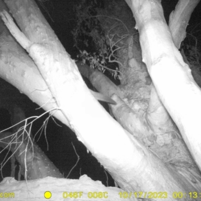 Petaurus sp. (A glider) at Monitoring Site 001 - Riparian - 17 Oct 2023 by DMeco