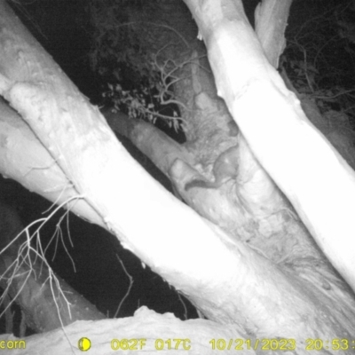 Trichosurus vulpecula (Common Brushtail Possum) at Thurgoona, NSW - 21 Oct 2023 by DMeco