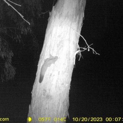 Petaurus norfolcensis (Squirrel Glider) at Monitoring Site 003 - Remnant - 20 Oct 2023 by DMeco