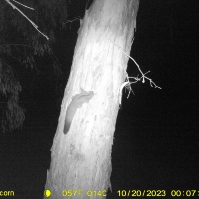 Petaurus norfolcensis (Squirrel Glider) at Monitoring Site 003 - Remnant - 19 Oct 2023 by DMeco