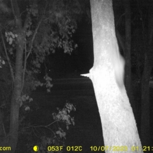 Petaurus sp. at Undefined Area - 7 Oct 2023 01:21 AM
