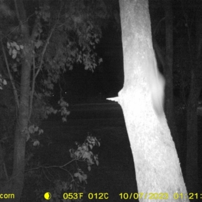 Petaurus sp. (A glider) at Thurgoona, NSW - 6 Oct 2023 by DMeco