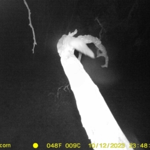 Petaurus norfolcensis at Undefined Area - 12 Oct 2023 11:48 PM