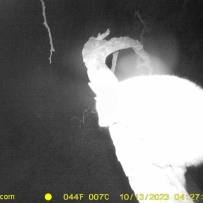 Trichosurus vulpecula (Common Brushtail Possum) at Albury - 13 Oct 2023 by DMeco