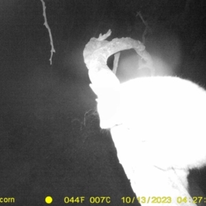 Trichosurus vulpecula at Monitoring Site 008 - Riparian - 13 Oct 2023