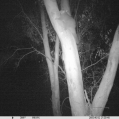 Trichosurus vulpecula (Common Brushtail Possum) at Wirlinga, NSW - 22 Oct 2023 by DMeco