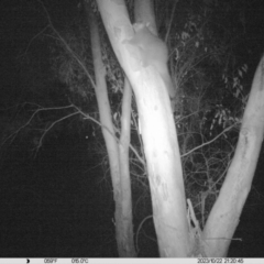 Trichosurus vulpecula (Common Brushtail Possum) at Albury - 22 Oct 2023 by DMeco