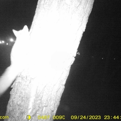 Petaurus sp. (A glider) at Monitoring Site 016 - Revegetation - 24 Sep 2023 by DMeco