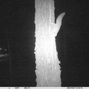 Petaurus norfolcensis at Undefined Area - 7 Oct 2023 10:52 PM