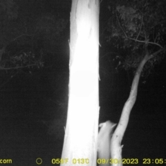 Petaurus sp. (A glider) at Monitoring Site 019 - Revegetation - 30 Sep 2023 by DMeco