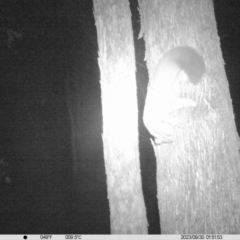 Petaurus norfolcensis (Squirrel Glider) at Monitoring Site 020 - Revegetation - 30 Sep 2023 by DMeco