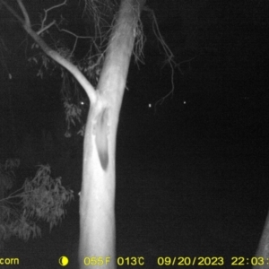 Petaurus norfolcensis at Monitoring Site 021 - Road - 20 Sep 2023 10:03 PM