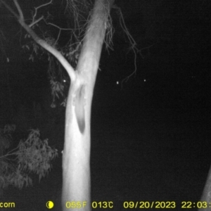 Petaurus norfolcensis at Undefined Area - 20 Sep 2023 10:03 PM