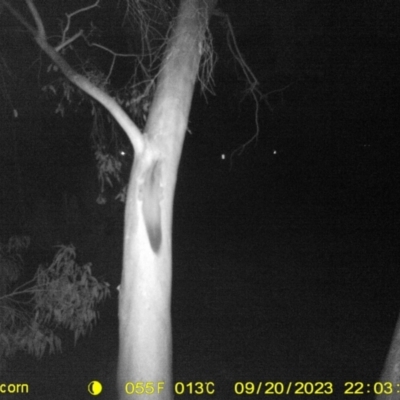 Petaurus norfolcensis (Squirrel Glider) at Monitoring Site 021 - Road - 20 Sep 2023 by DMeco