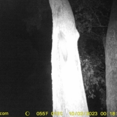 Petaurus norfolcensis (Squirrel Glider) at Corry's Wood - 1 Oct 2023 by DMeco