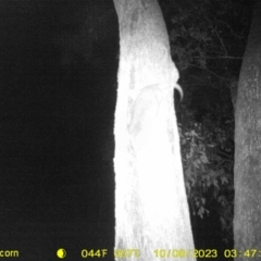 Pseudocheirus peregrinus (Common Ringtail Possum) at Corry's Wood - 7 Oct 2023 by DMeco