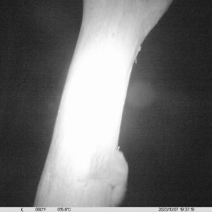 Petaurus sp. at Undefined Area - 7 Oct 2023 07:37 PM