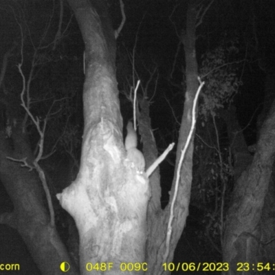 Petaurus norfolcensis (Squirrel Glider) at Thurgoona, NSW - 6 Oct 2023 by DMeco