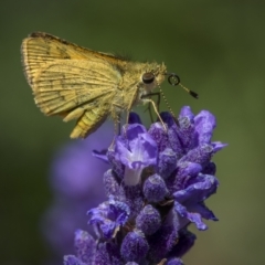 Ocybadistes walkeri (Green Grass-dart) at Ainslie, ACT - 25 Nov 2023 by trevsci