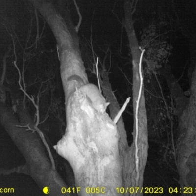 Trichosurus vulpecula (Common Brushtail Possum) at Thurgoona, NSW - 6 Oct 2023 by DMeco