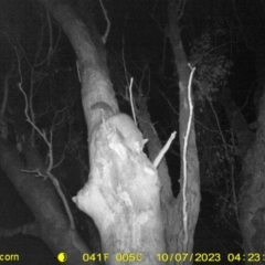 Trichosurus vulpecula (Common Brushtail Possum) at Albury - 6 Oct 2023 by DMeco