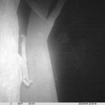 Petaurus norfolcensis (Squirrel Glider) at Monitoring Site 031 - Remnant - 14 Oct 2023 by DMeco