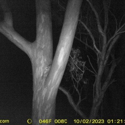 Trichosurus vulpecula (Common Brushtail Possum) at Thurgoona, NSW - 1 Oct 2023 by DMeco