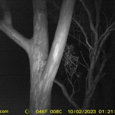 Trichosurus vulpecula (Common Brushtail Possum) at Monitoring Site 032 - Remnant - 2 Oct 2023 by DMeco