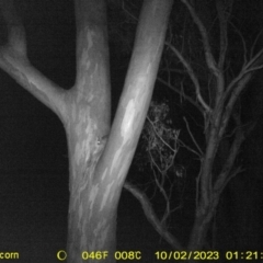 Trichosurus vulpecula (Common Brushtail Possum) at Thurgoona, NSW - 1 Oct 2023 by DMeco