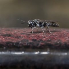 Unidentified Other wasp at Ainslie, ACT - 26 Nov 2023 by trevsci