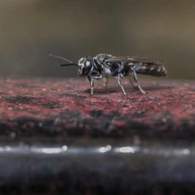 Unidentified Other wasp at Ainslie, ACT - 26 Nov 2023 by trevsci