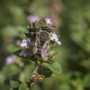 Megachile sp. (several subgenera) at Ainslie, ACT - 26 Nov 2023