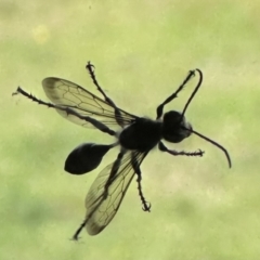 Unidentified Sand or digger wasp (Crabronidae or Sphecidae) at Kangaroo Valley, NSW - 29 Nov 2023 by lbradleyKV