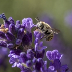 Pseudoanthidium (Immanthidium) repetitum (African carder bee, Megachild bee) at Ainslie, ACT - 27 Nov 2023 by trevsci