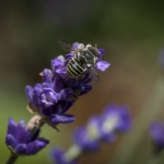 Pseudoanthidium (Immanthidium) repetitum at Ainslie, ACT - suppressed