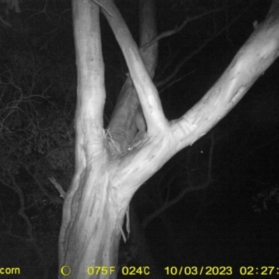 Petaurus norfolcensis (Squirrel Glider) at Monitoring Site 033 - Revegetation - 2 Oct 2023 by DMeco