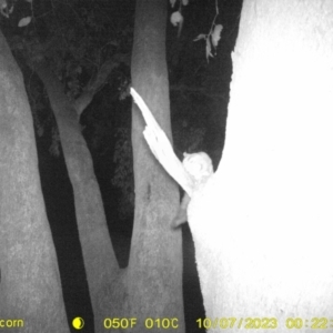 Petaurus norfolcensis at Undefined Area - 7 Oct 2023 12:22 AM