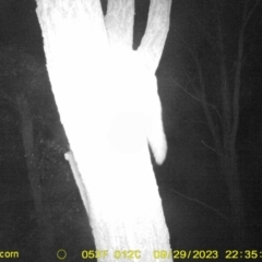 Petaurus norfolcensis (Squirrel Glider) at National Environment Centre (Riverina Institute of Tafe) - 29 Sep 2023 by DMeco