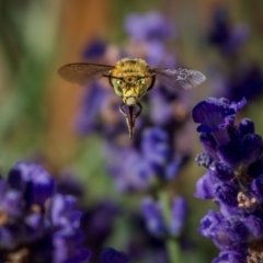 Amegilla sp. (genus) (Blue Banded Bee) at Ainslie, ACT - 25 Nov 2023 by trevsci